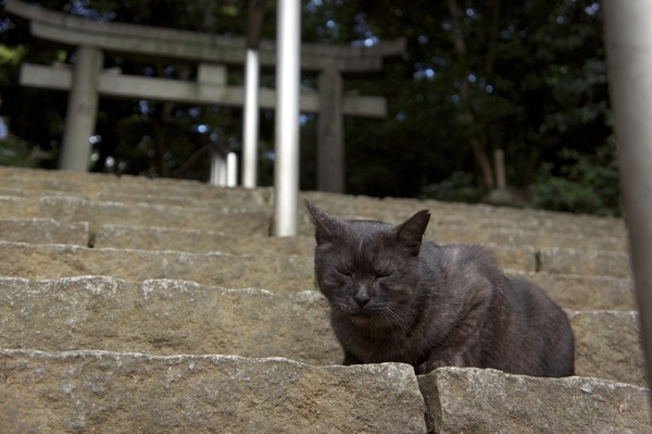 鳥居に向かう階段の途中でくつろいでいる黒猫（2010年10月 ソニー NEX-5）
