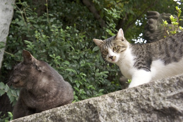 2色の猫そろい踏み。黒っぽいのと白っぽいのを同時に撮るのは意外に大変（2010年10月 ソニー NEX-5）