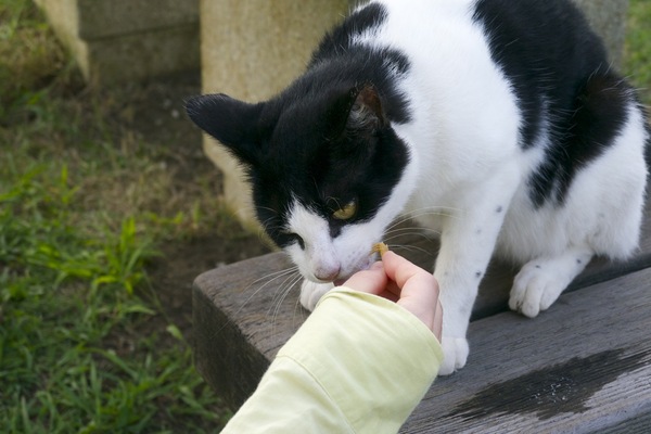 城ヶ島の猫。人にすごく慣れていて、ベンチの上で手からおやつをパクり（2010年8月 パナソニック GH1）