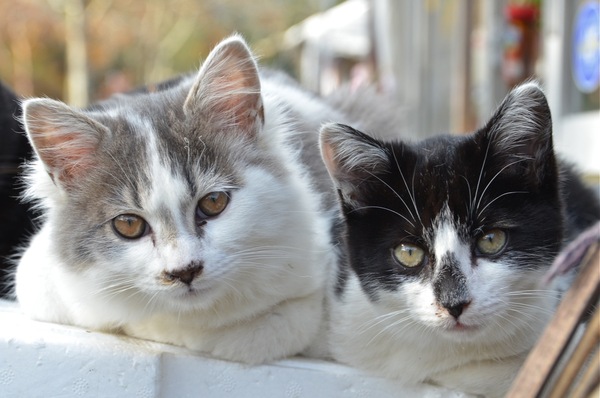 結局子猫が2匹並んでおくつろぎ。2匹ともこちらに顔を向ける瞬間を待って撮影（2010年11月 ニコン D7000）