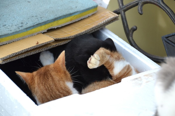 その頃、2匹の大人猫は箱の中でこんなことになっていたのでした（2010年11月 ニコン D7000）