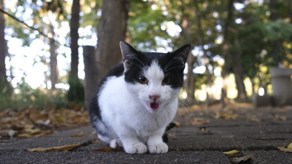 カメラに向かってにゃあと鳴く子猫。意訳すると「腹減った」。真ん中分けがなかなかかわいい（2010年11月 リコー GXR＋28mm F2.5）