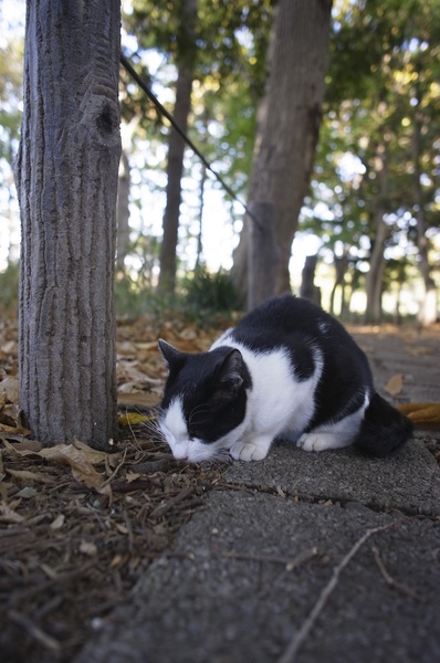 杭の根本で何かを探しているところを、そっと腕を伸ばして。ローアングルだと縦位置が撮りやすいのでこうなっちゃうのだ。背景をうまく使うのが広角単焦点で猫を撮るときのコツ（2010年11月 リコー GXR＋28mm F2.5）