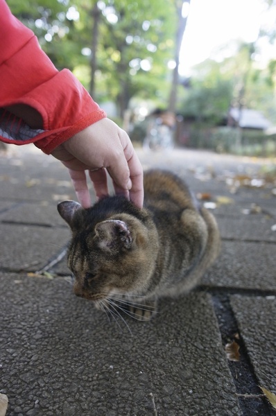 やってきた先住猫を撫でながら撮影。撫でられるのは大好き（2010年11月 リコー GXR＋28mm F2.5）