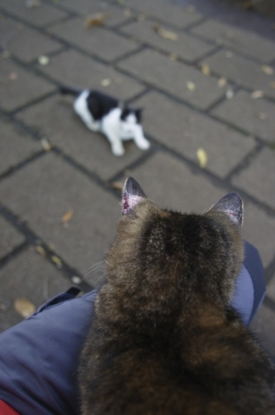 膝の上の先住猫と新参猫が見つめ合うの図。耳がただれているのはもう治らないっぽい（2010年11月 リコー GXR＋28mm F2.5）