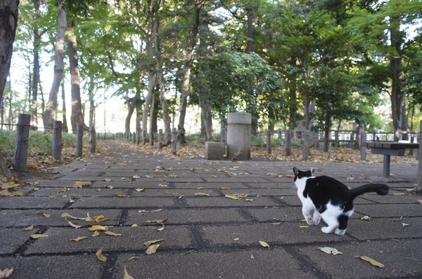 どこまでもつながるはるかな道に向かって歩み始めた子猫……という写真だけど、そう見えるように撮っただけで、実際にはその辺で遊んでいるだけなのでした（2010年11月 リコー GXR＋28mm F2.5）