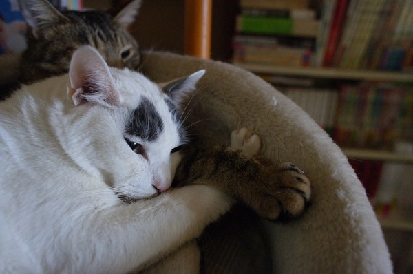 冷えてきたら、ぬくぬくした場所でぬくぬくする猫2匹。重なった手がチャームポイント（2010年11月 リコー GXR＋28mm F2.5）