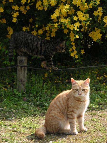 猫に近づくとこっちを向いてくれた。が、その後ろでは別の猫が綱渡りに挑戦していたのである（2003年4月 ミノルタ　Dimage Xt）
