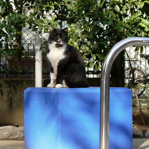 青い台の上にちょこんと座る白黒猫。荒波に揉まれながら強く生きてます、と顔に書いてあった（2009年12月 パナソニック LUMIX DMC-GH1