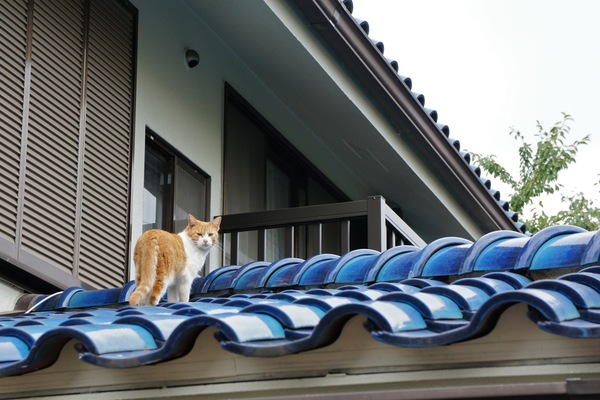 青い屋根と猫がよく似合う。瓦屋根の上を自在に歩き回る猫はかっこいい（2010年10月 ソニー NEX-5）