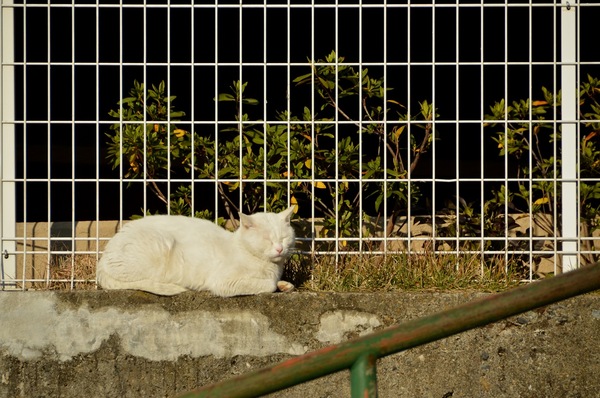 西日を浴びて気持ちよさそうに寝ている白猫を発見。微妙に死角になるのか、気づく人も少なく、猫もくつろいでいた（2010年12月 ニコン D7000）