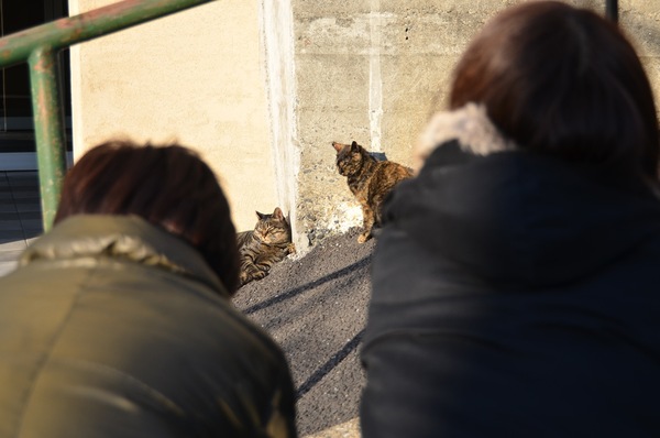 しゃがんで猫を撮ってる女子二人の間から失礼して。手すりをへだてたプチ撮影会（2010年12月 ニコン D7000）