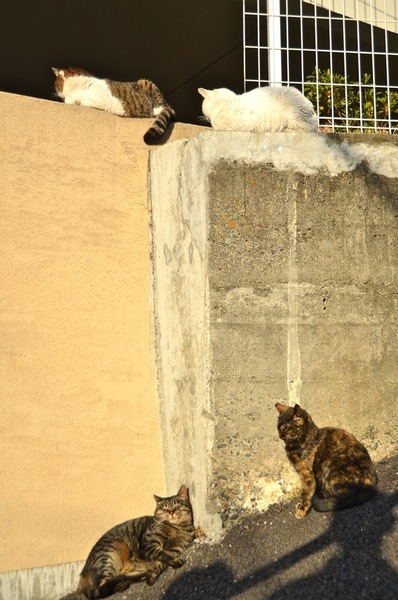 塀の上と下、それぞれで思い思いにくつろぐ日だまり猫。上の2匹の視線が気になるけど、特に何もいないようでした（2010年12月 ニコン D7000）