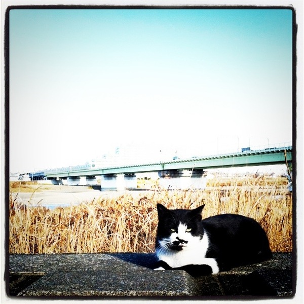 多摩川の河原で撮影。後ろに見えるのは小田急線。這いつくばって白黒の猫を撮り、「Lomo-fi」フィルターをかけてみた（2011年1月 iPhone4）