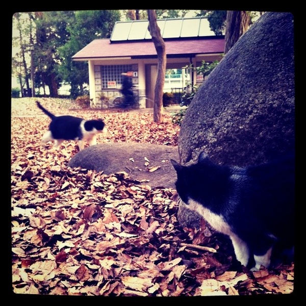 公園で岩に隠れている猫を狙っていたら、うまいこと別の猫が通りかかったのでシャッターチャンス！　ちなみにこの2匹は親子です。「X-pro II」フィルターを使用（2011年1月 iPhone4）