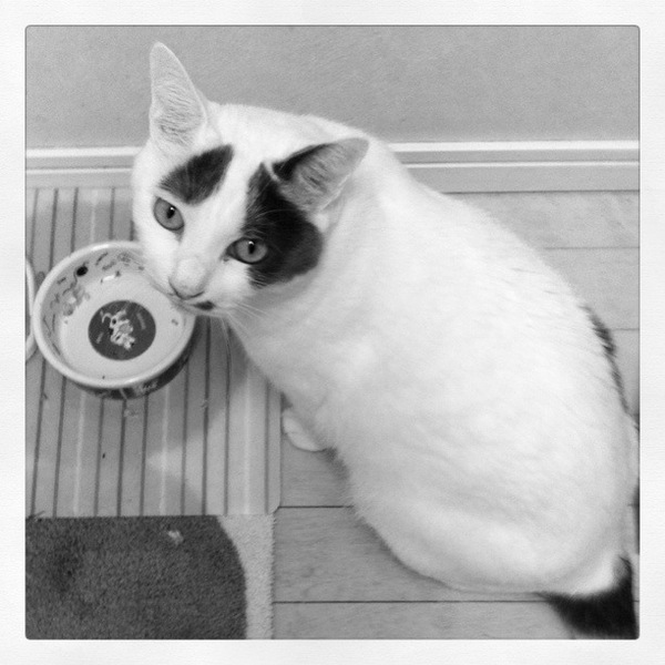さっき食べたばかりなのに、まだ食べてないから餌をくれって顔をする「大五郎」をモノクロの「Inkwell」フィルタで（2011年1月 iPhone4）
