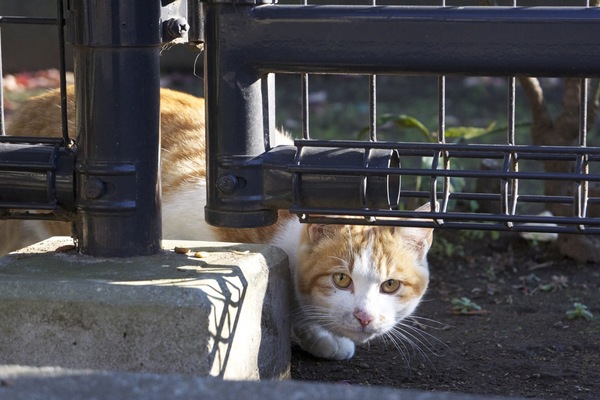 フェンスの下からじっとこっちを警戒する猫。いや、そっちには入らないから警戒しなくてもいいよー（2010年12月 ソニー NEX-5）