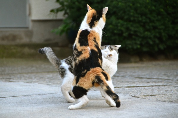 Ascii Jp こっちの 春場所 は健在 猫相撲を撮る 1 2