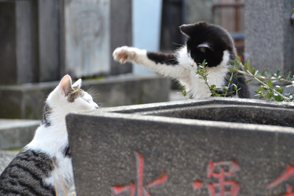 遊んでもらいたい白黒猫が襲いかかるのである（2010年12月 ニコン D7000）