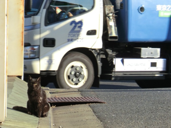 環八沿いの黒猫。車がひっきりなしに走る道路の近くに猫がいるとは驚き。でも、猫にとって危険なのは片側一車線で車が少ない道路だったりする（2010年12月 カシオ EXILIM EX-H20G）