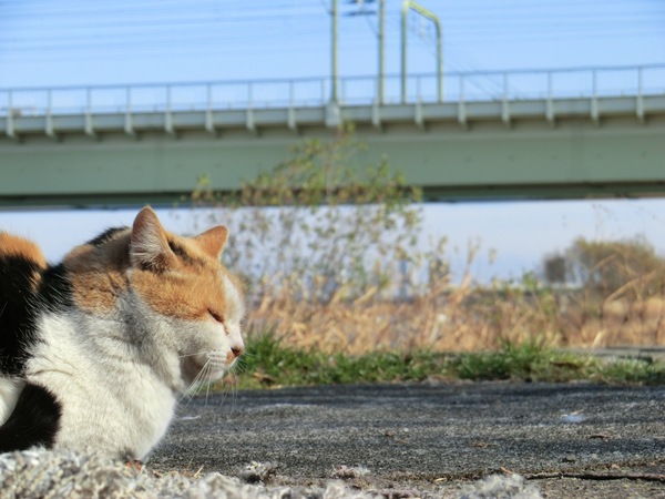多摩川の河原で日向ぼっこしている猫を、鉄橋が入るようなローアングルで狙ってみた（2011年1月 カシオ EXILIM EX-H20G）