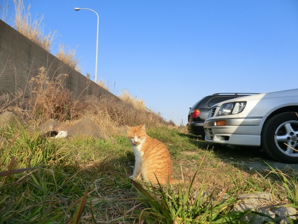 車が止まってるから駐車場っぽい。左上に見えるのは西湘バイパス（2011年1月 カシオ EXILIM EX-H20G）