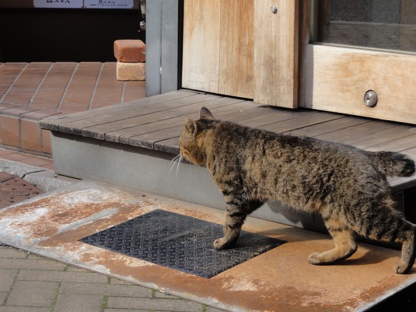 「あー、行かないで行かないで」と思っても行っちゃうのが猫。新宿二丁目にて（2010年4月　ソニー サイバーショット HX5V）