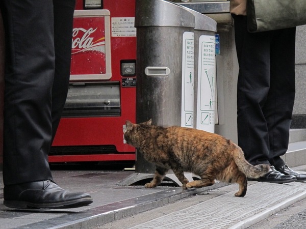 お腹がぷくんとしている毛並みのいい猫。人が立っているのにも構わず、お店の前に歩いて行った（2011年3月 キヤノン Powershot G12）