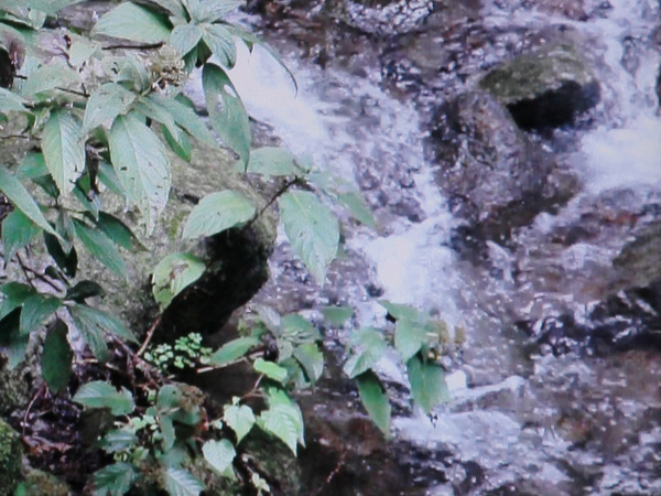 元の映像（DR）は筆者が撮影した森の中での小川。小川の流れで発生しやすいMPEGノイズと、岸辺の岩の苔の質感や、手前の草花のディテール感を見比べたい