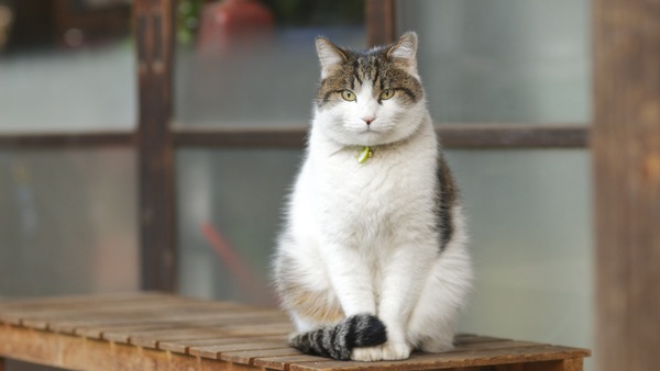 縁台に座ってこっちをじーっと見ている飼い猫。姿勢も恰幅もよくて、さすが飼い猫って感じ（2010年12月 ニコン D7000）
