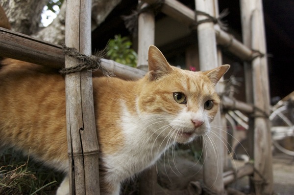 竹垣の下から顔を出した瞬間の猫を、より低い視点から狙ってみた。ローアングルだからこそ、にゅうっと背筋を伸ばして潜り抜ける感じが出る。それにしても、猫ってわざわざ狭いところを通るのが好きだよね（2010年12月 ソニー NEX-5）