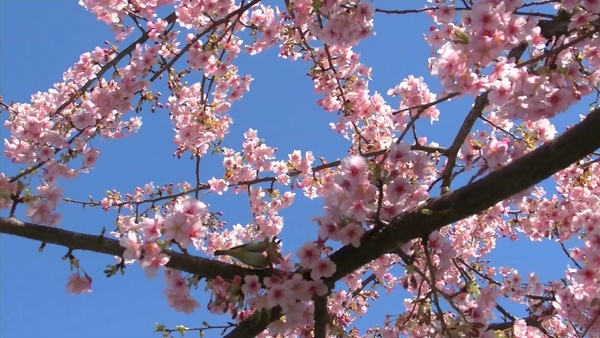桜の花びらの微妙な色や、質感まで鮮明に捉えている。ディテール再現はかなり優秀。また、奥の花びらなどの微妙なぼけ感もきれいだ