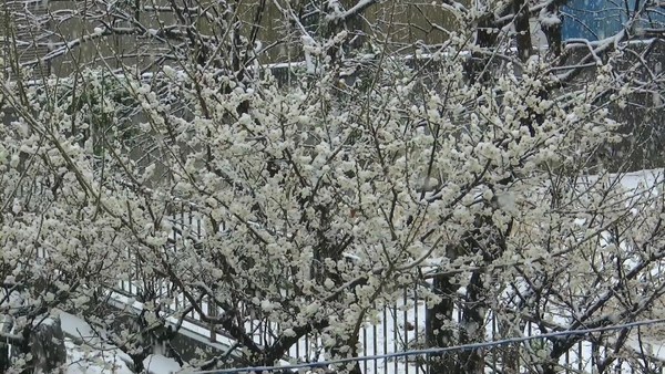 一面の銀世界を自宅のベランダから撮影。かなりの勢いで降る雪の、細かな動きまで鮮明に撮影できた