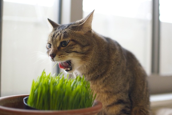 猫草を買ってきたら走ってきてむさぼり喰らう「かふか」。いつもは「大五郎」が真っ先にくるのだが、今回は遠慮していた（2011年3月 ニコン D7000）