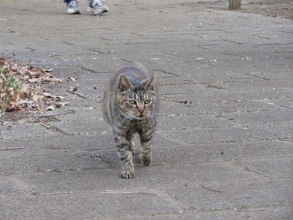 この猫は呼ばなくてもどんどん近寄ってくる。だから別の意味で撮りづらい。とことこと早足で駆けてくる途中を（2011年3月 キヤノン PowerShot SX230HS）