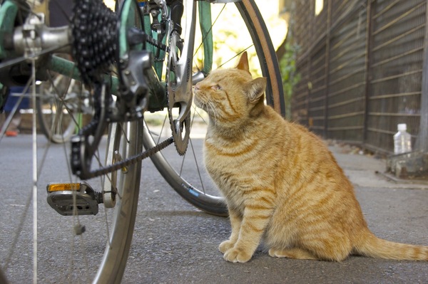 いきなり自転車に近づいてきてくんくん。思わずしゃがんでローアングルで撮影（2011年2月 ソニー NEX-5）