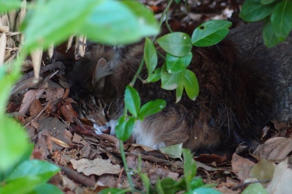 出てこないと思ったら、低木の奥に隠れて丸くなってた長毛猫。その行動パターンを知らないと、なかなか見つけられない。保護色（2011年4月 オリンパス XZ-1）