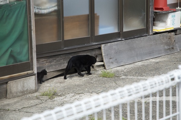軒下を歩いてるクロネコの親子。後ろからちょこちょこついていく子猫が可愛い（2011年4月 ニコン D7000）
