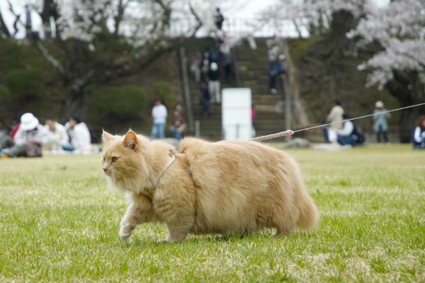 強引にぐいぐいと飼い主を引っ張って芝生を奥へ奥へ進む猫。こんなに鷹揚と散歩する猫は初めて見た。おなかの貫禄もすごい（2011年4月 ニコン D7000）