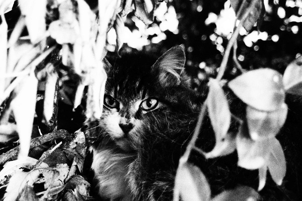 ざらっとしていて、隠れている猫をこっそり撮った感が溢れる「ラフモノクローム」。このざらつき感がたまらない（2011年4月 オリンパス XZ-1）