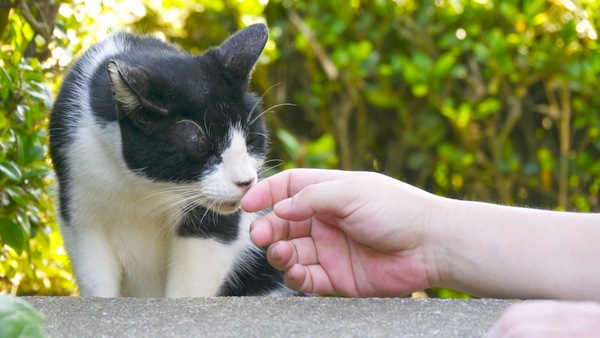 指先のにおいをそっと嗅ぐ人なつこい猫をそっとローアングルで撮影。城ヶ島にて（2010年8月 パナソニック GH1）