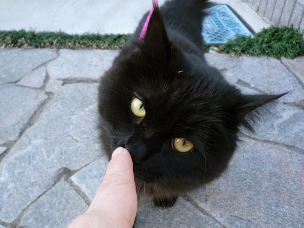 真っ黒な猫を広角で。広角で正面から撮ると身体が顔で隠れちゃう。それはそれで可愛い（2008年12月 パナソニック LUMIX DMC-FX37）