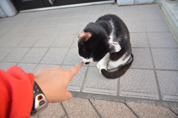 近所の公民館の前でくつろいでいる猫を発見。指を出してみた（2010年11月 ニコン D7000）
