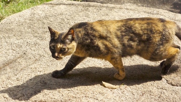 縁側の沓脱石（くつぬぎいし）の上をしれっと通り過ぎる猫。顔がめちゃワイルド。突然の登場に慌てたけど、なんとか撮れた（2011年5月 ソニー NEX-5）