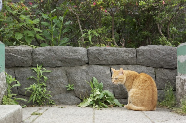 公園猫。横を向いていたけど、まずは1枚撮っておくべし（2011年6月 ソニー NEX-5）