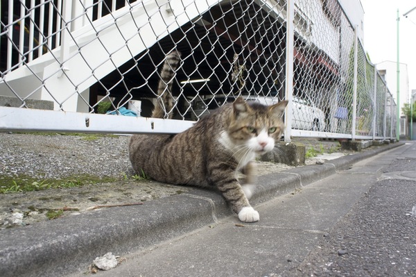 栄養たっぷりの大きな猫が、フェンスの下をやっとこさくぐった瞬間を撮影……したのだが、シャッタースピードを速くする時間がありませんでした。まさか一目散にこっちへ向かってくるとは思わなかったもの（2011年6月 ソニー NEX-5）