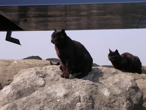 橋の下で黒猫一家発見。よく見ると3匹おります。まだ肌寒い3月だったので、岩場で日向ぼっこしていたんだと思う（2003年3月 ニコン COOLPIX3100）