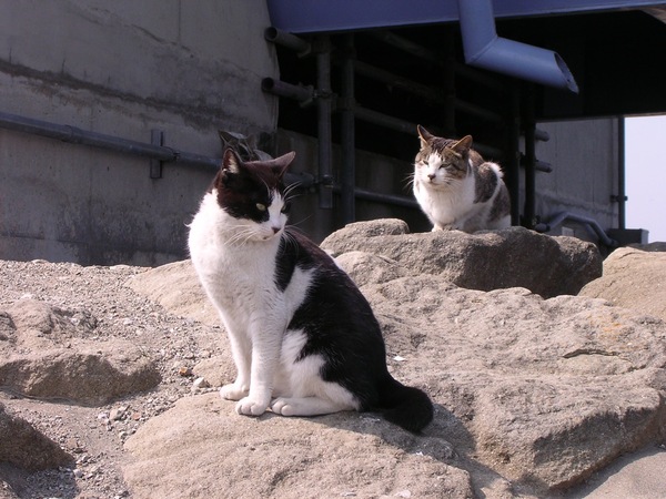 同じ岩場のちょっと先に別の猫が2匹。この2匹はじっとせず、うろうろ歩き回っておりました（2003年3月 ニコン COOLPIX3100）