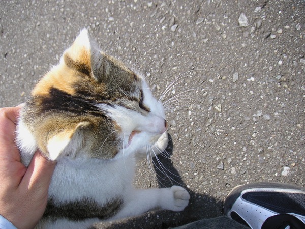 撮影していたら猫がひょこひょこと寄ってきたので、首筋を撫でてみたの図。たまたまそのときに手にしていたカメラで撮ったらしい。実は覚えてない（2004年3月 コニカミノルタ Dimage Xg）