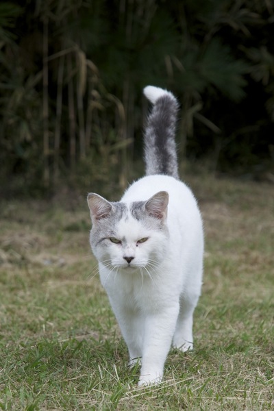 ふてぶてしい顔でのっそりと後ろに見えている藪から現われた猫。しっぽの先が白いところが可愛い（2009年10月 ニコン D90）